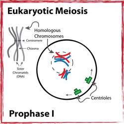 Prophase I